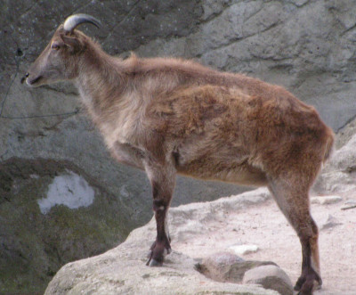 Picture of a tahr